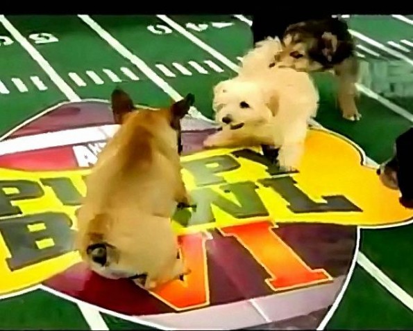 The 2010 Puppy Bowl