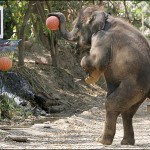 This Elephant is better than Michael Jordan