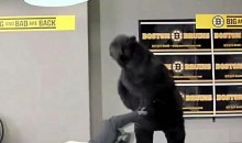 This is One Bad Bruin (Video)