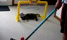 Cat Playing Hockey