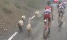 Herd Of Sheep Interrupt 17th Stange Of Tour de France (Video)