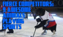 Fierce Competitors: 9 Awesome Animals Playing Sports