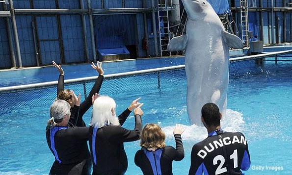 tim duncan, white wizard, beluga whale