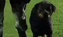 When Good Pets Go Bad…On The Soccer Pitch (Video)