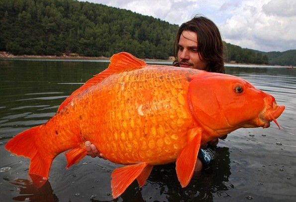 giant gold fish