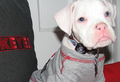 Buckeye Dog