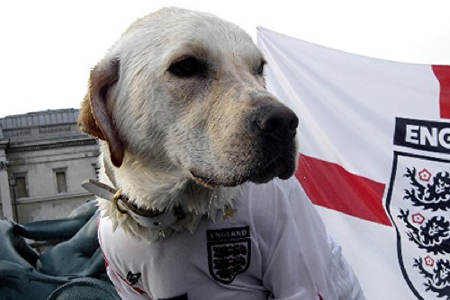 England Soccer Dog