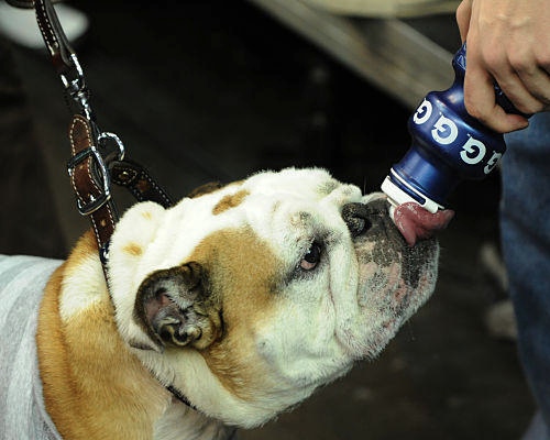 Georgetown Mascot Jack The Bulldog