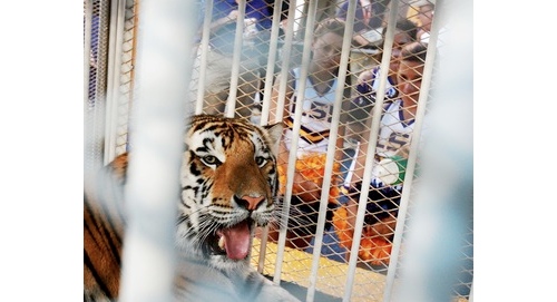 LSU Tiger in Cage