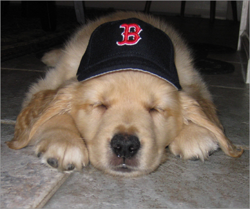 Red Sox Dog