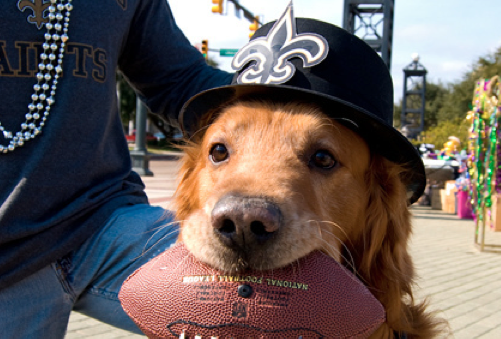 Saints Dog