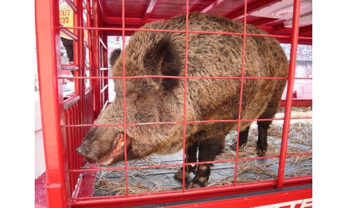 Tusk Arkansas Razorback