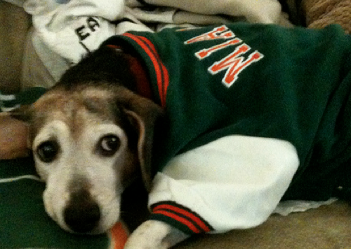 UMiami Dog