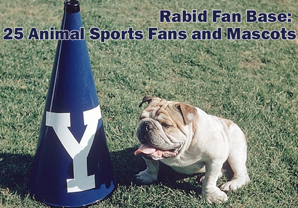 yale-bulldog-fan-base