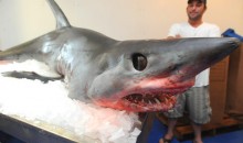 375-Pound Mako Shark Jumps Into Fisherman’s Boat (Video)