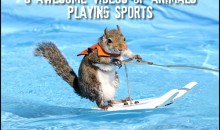 9 Awesome Videos of Animals Playing Sports