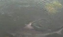 Sharks Make This Golf Course’s Water Hazard An Even Greater Hazard (Video)