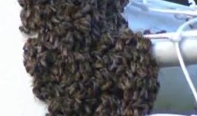 Swarm Of Bees Delays Brazilian Soccer Match, Teams Brawl (Videos)
