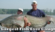 9 Largest Fish Ever Caught