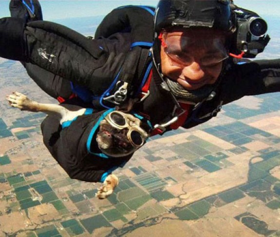 pug skydiving