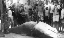 In Honor Of Shark Week: 9 Biggest Sharks Ever Caught
