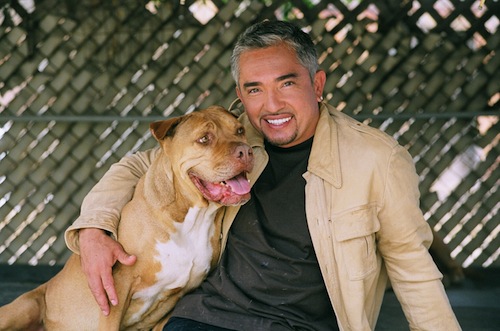 cesar millan dog whisperer