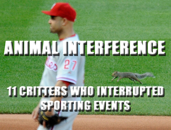 animals at sporting events