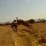 antelope hits mountain biker
