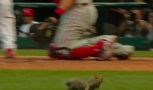 Squirrels Are Invading Busch Stadium! (Video)