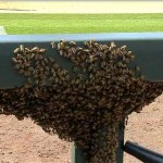 swarm of bees coors field