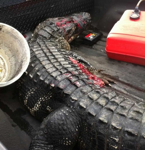 alligator that attacked Kaleb Langdale