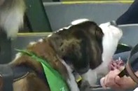 Saint Bernard at the Oakland A’s Game Tries to Bite Giants Fan (Video)
