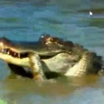 alligator vs snake pga championship
