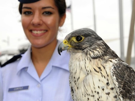 14 destiny the air force falcon mascot 14 destiny the air force falcon mascot
