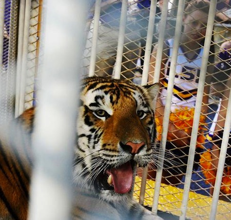 2 lsu mike the tiger vi 2 lsu mike the tiger vi