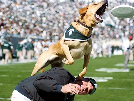 zeke michigan state university fooball college live mascot real jumping dog frisbee tricks