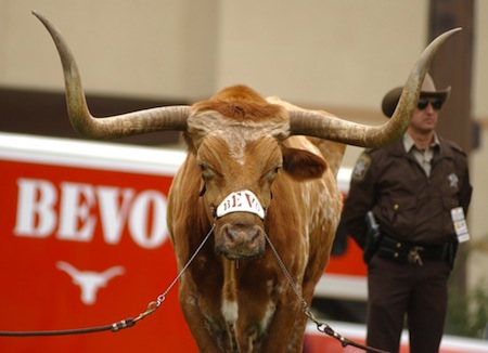 6 bevo the texas longhorn 6 bevo the texas longhorn