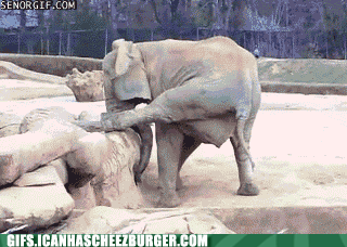 Even animals will do yoga is they get an itch thatâ€™s difficult to ...