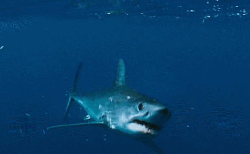 http://www.totalprosports.com/wp-content/uploads/2013/08/shark-attack-3-shark-gifs.gif