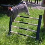 Bunny Show Jumping