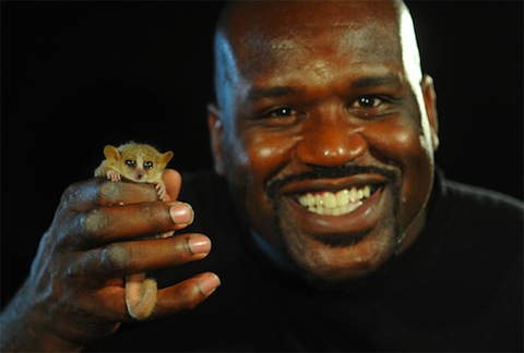 Who Knew Pictures of Shaq Holding Things Could Be So ...