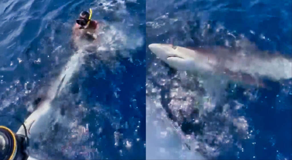NFL agent Drew Rosenhaus wrestling a Dusky Shark (left). Dusky Shark swimming (right).