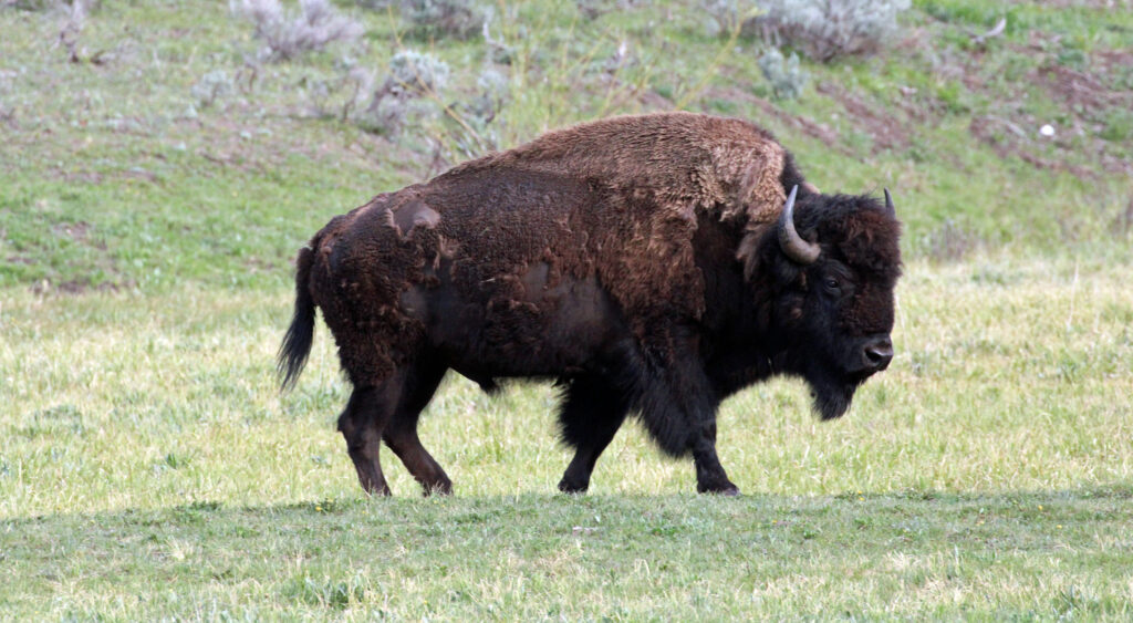 A Yellowstone bison.