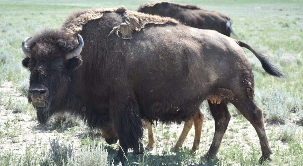 Yellowstone bisons.